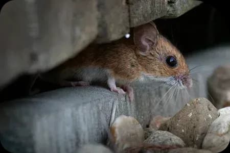 House mouse near a Gresham home foundation