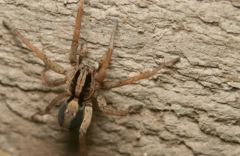 A common Pacific Northwest house spider on a wooden window frame — Wildwoods handles spider control across Portland.
