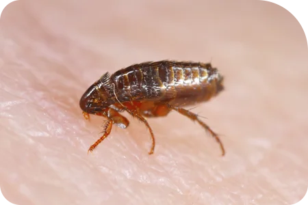 close up image of a flea