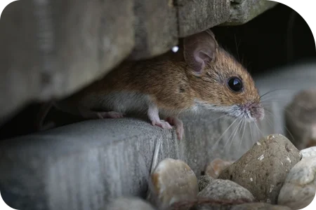 mouse next to house
