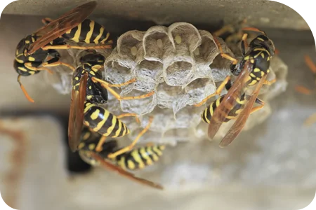 wasp nest